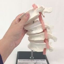 Model of the lumbar spine